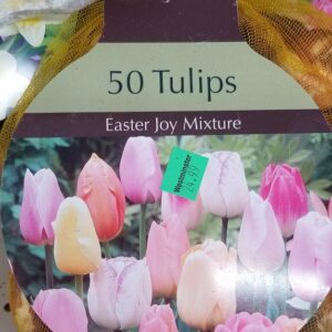 Tequila Sunrise Tulip Colorful Mix 12//+ cm Bulbs 50 Bulbs