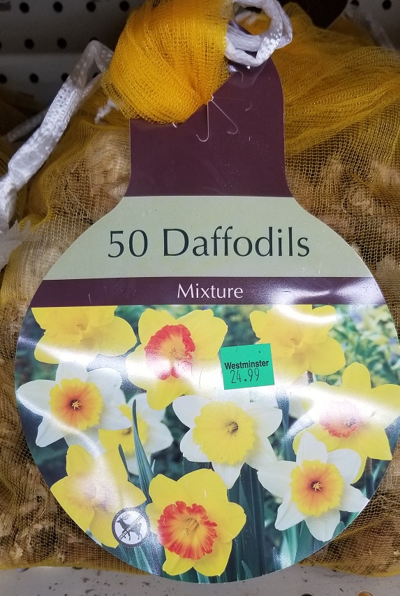 Mixture Daffodils Bulbs